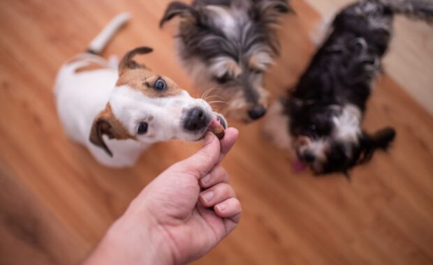 Dogs with Treats in Northern Virginia