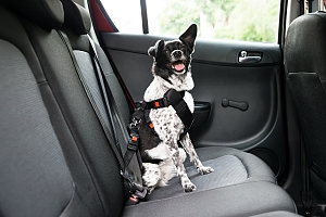 Dog in Seatbelt