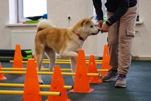 shiba inu is engaged in fitness to restore joint mobility after an injury