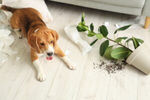 Beagle knocks over plant