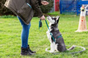 Husky being trained with treat