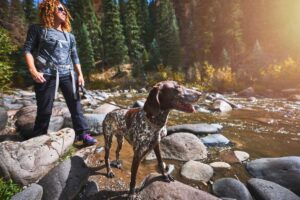 Dog hiking in river