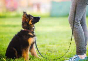 Northern VA Puppy training