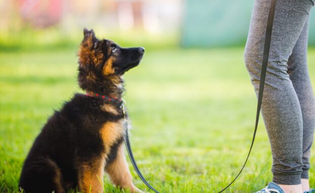 Northern VA Puppy training