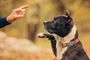 Pitbull with paw up