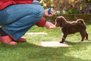  puppy leash training