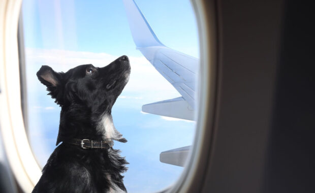 long haired dog near window in airplane