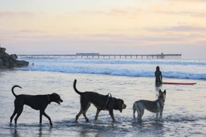 three dogs and a surfer