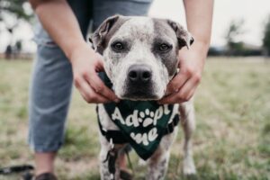 Dog with Adopt Me Bandana in Northern Virginia Adoption Shelter