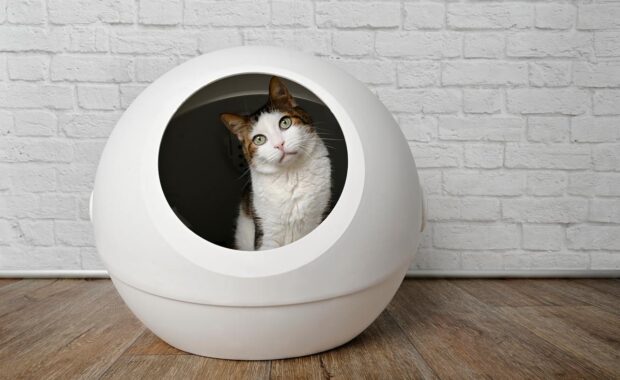 Electric litter box