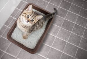 Kitten in litterbox