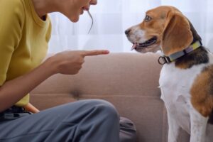 Pet owner  Scolding Dog