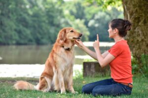 Training Dog in Northern VA