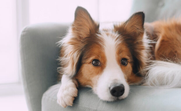 border collie dog lying on the couch looking at dog sitter