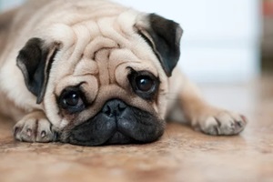 sad dog pug lying floor