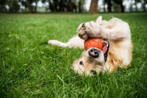 Golden retriever playing with ball in Northern Virginia field