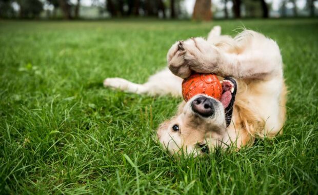 Golden retriever playing with ball in Northern Virginia field