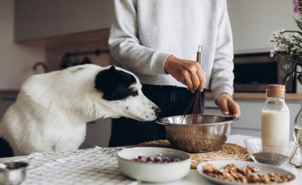 Making homemade dog food