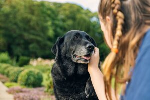 Senior Black Lab