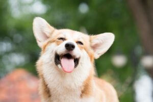  Smiling Corgi