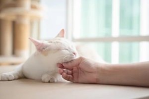 asian woman hand petting a cat while lying