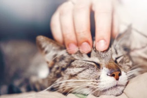 hand stroking a cat