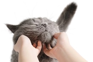 happy cat is pleased with hand stroking