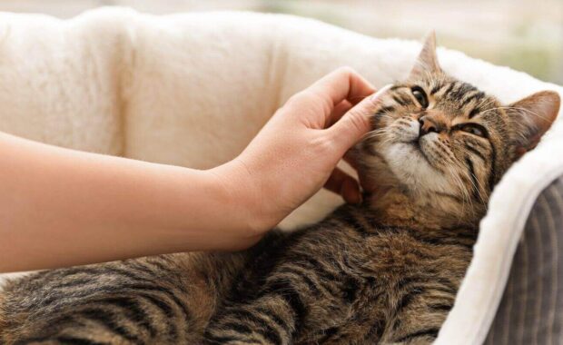 woman petting cute tabby cat at home, closeup