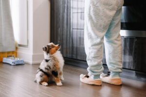 Aussie Puppy being trained by dog sitter