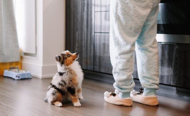 Aussie Puppy being trained by dog sitter