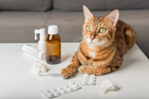 Cat next to medicine