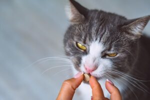 Cat taking chewable tablet