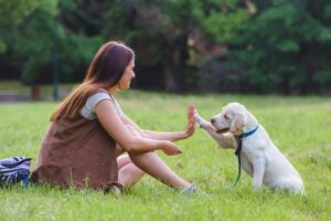 Puppy training in Northern VA