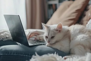 cat sitting on the lap of owner who is working on the laptop in Northern Virginia