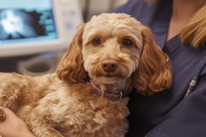 vet holding a dog