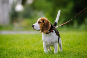 Beagle puppy on walk in Northern Virginia