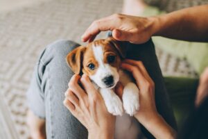  Beagle puppy