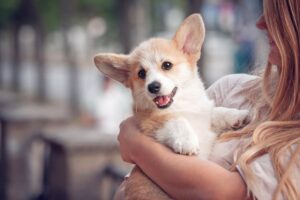 Corgi puppy