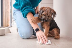 Puppy potty training