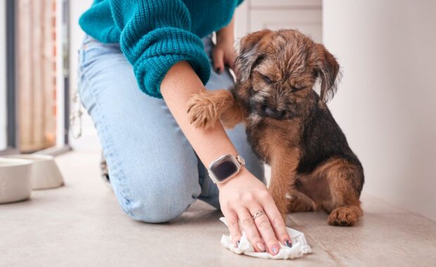 Puppy potty training