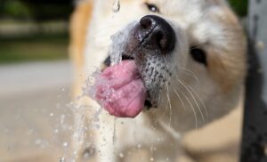 Shibu drinking water