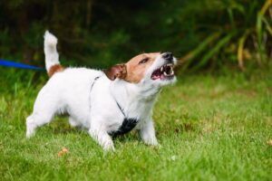 Dog barking on leash