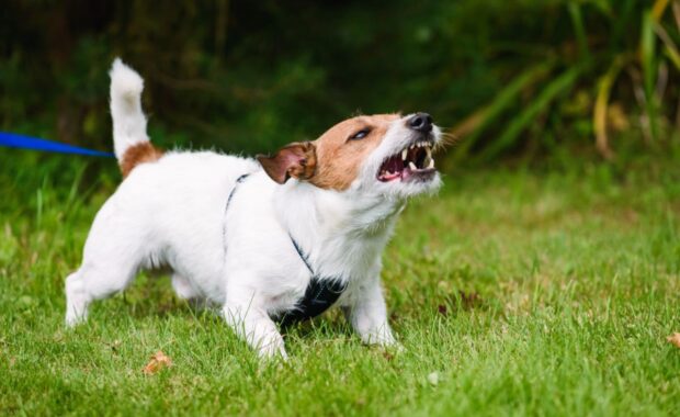 Dog barking on leash