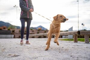 Dog pulling Northern VA dog walker on leash