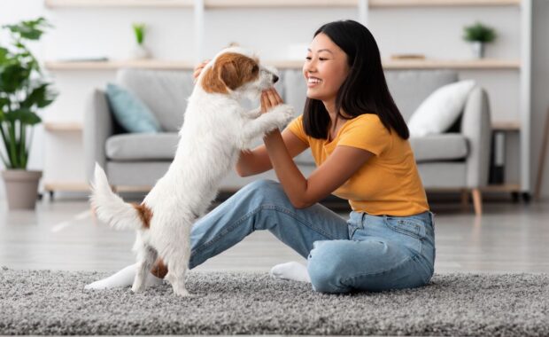 Northern VA dog sitter playing with small dog