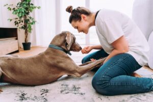 Pet Sitter playing on ground with dog