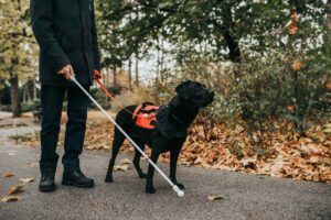 Blind service dog in northern virginia