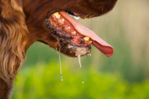 Rabies frothing mouth