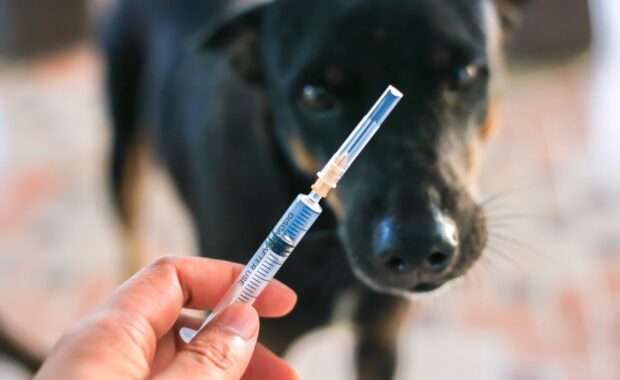 Rabies vaccine