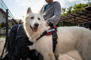 service dog with owner